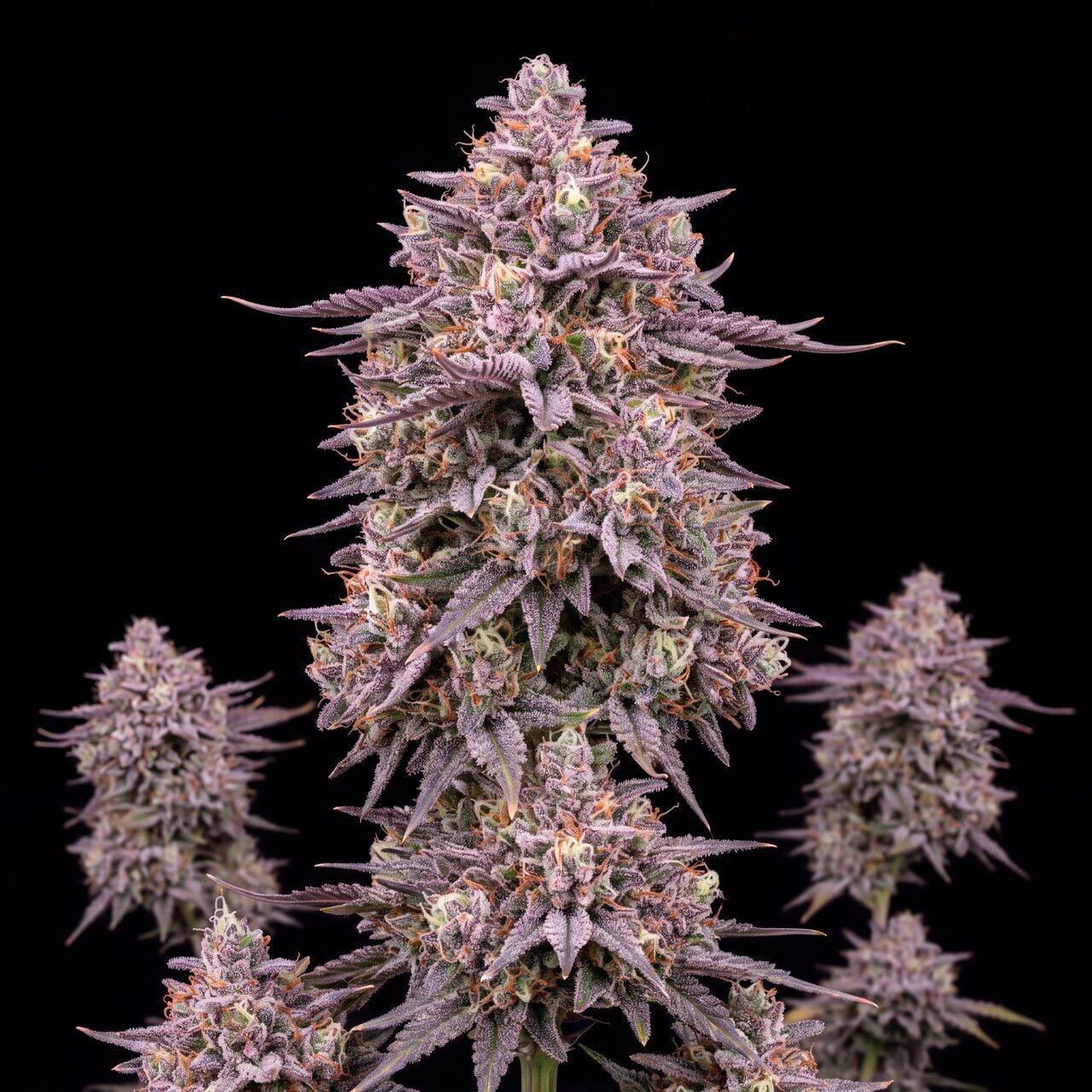 Purple Thai
