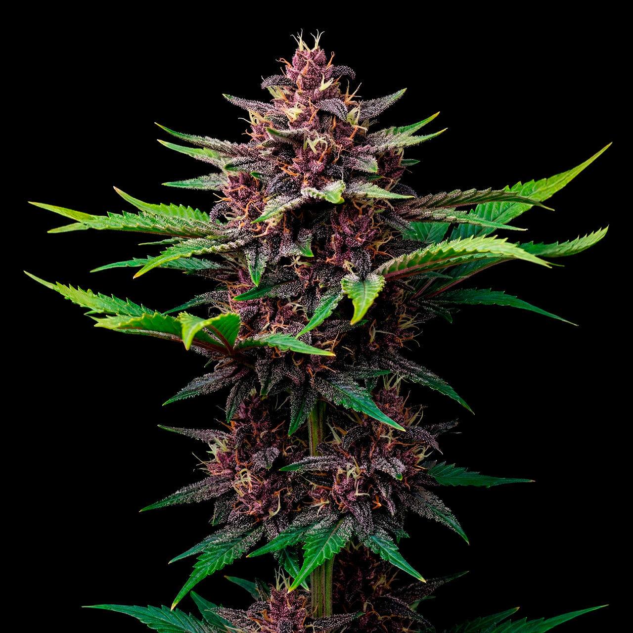 Buy Purple Kush Autoflower Seeds by Seed Supreme | SeedSupreme