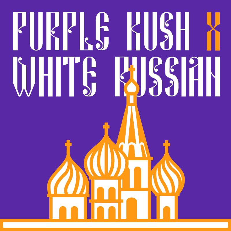 Purple Kush X White Russian