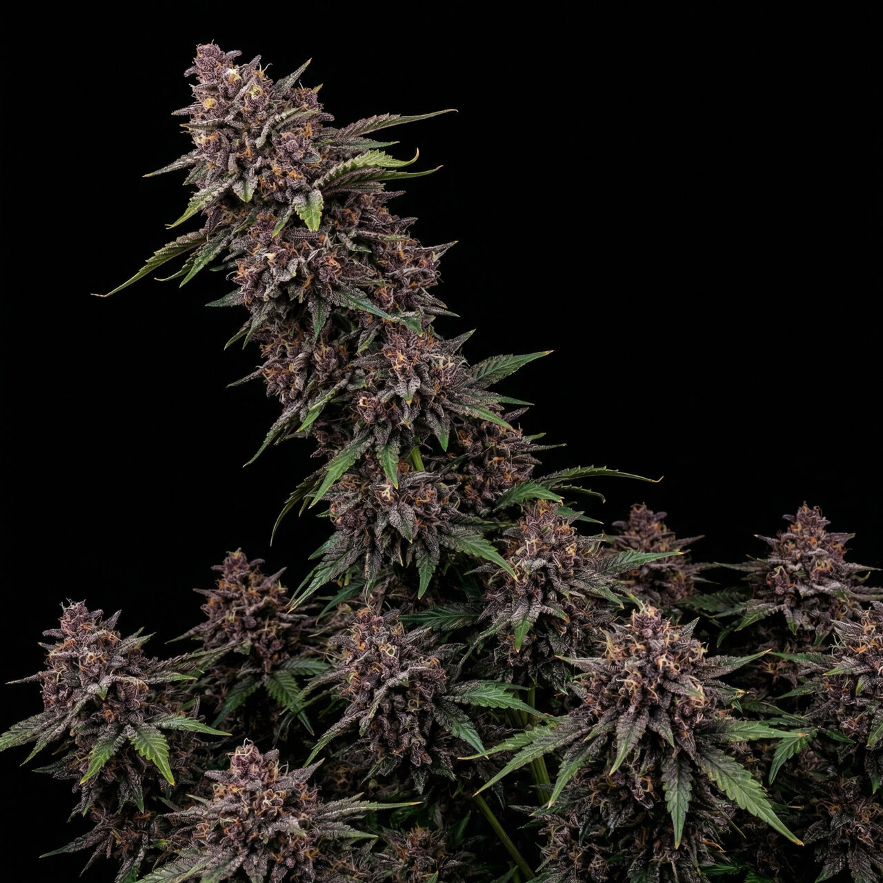 Purple Punch Auto