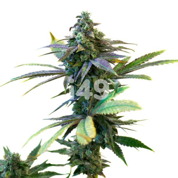 Purple Sunset Auto