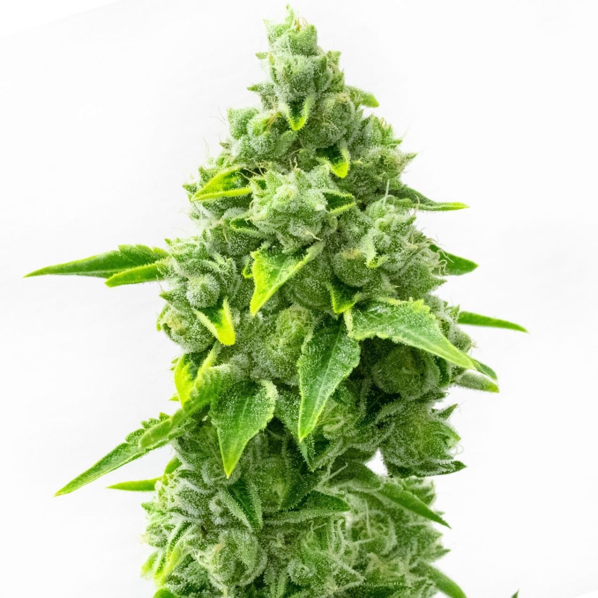 Rainbow Glue