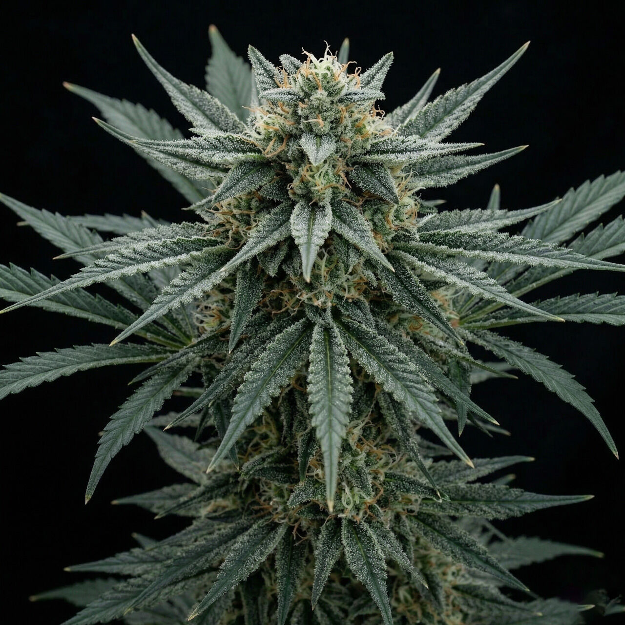 Roadrunner Skunk