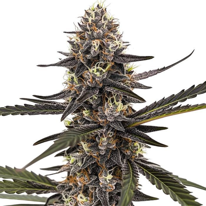 Dream Sherbet