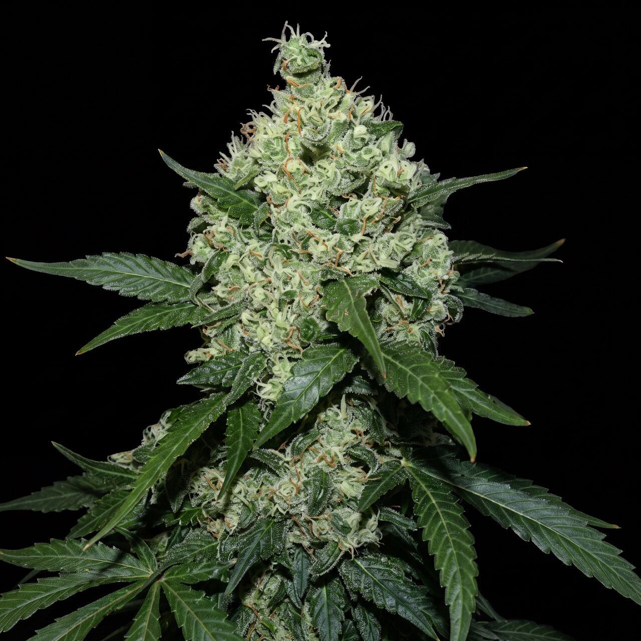Skunk #1