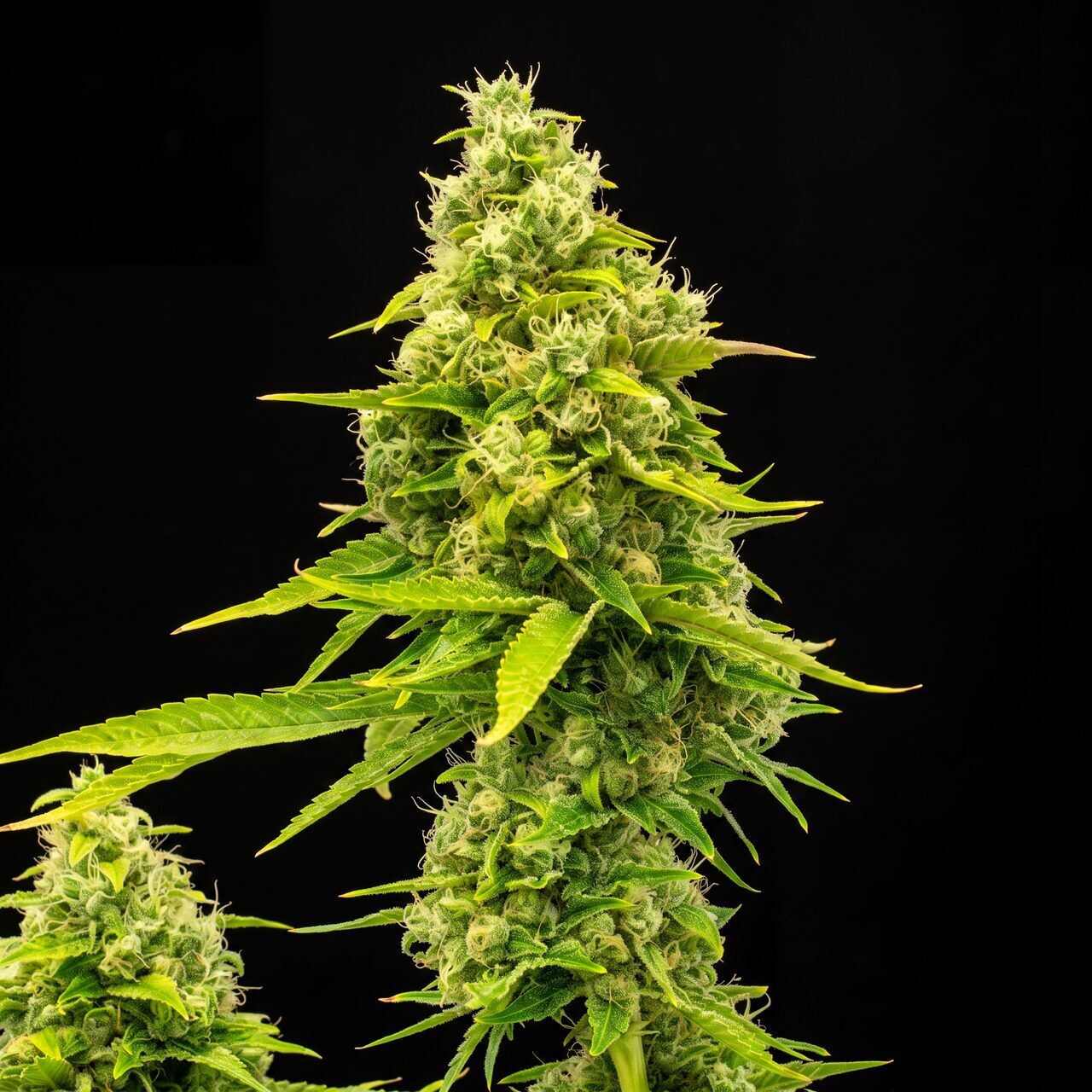 Northern Lights X Skunk