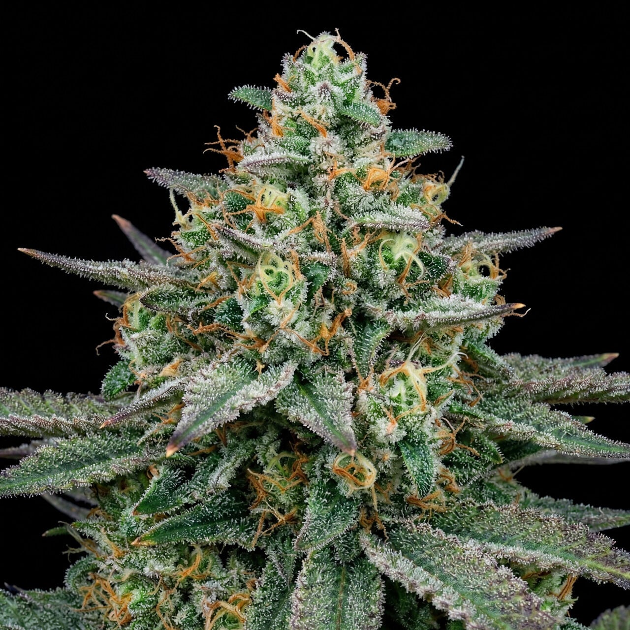 Sour Diesel