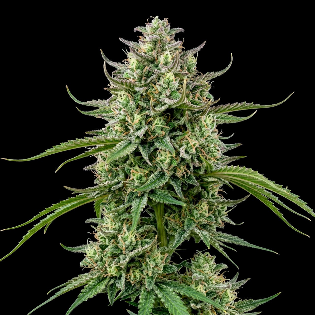 Buy Strawberry Cough Feminized by Seed Supreme | SeedSupreme