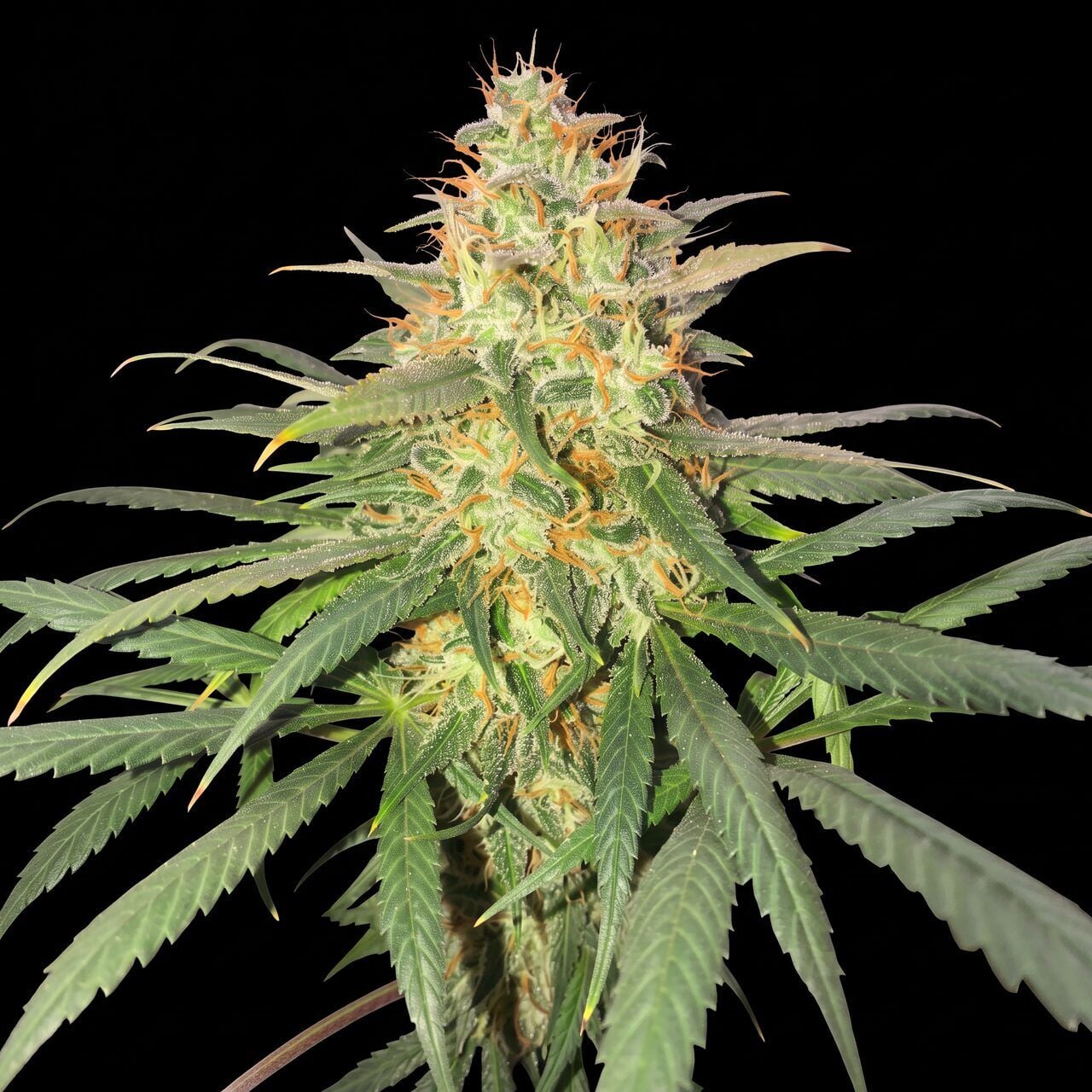 Strawberry Cough
