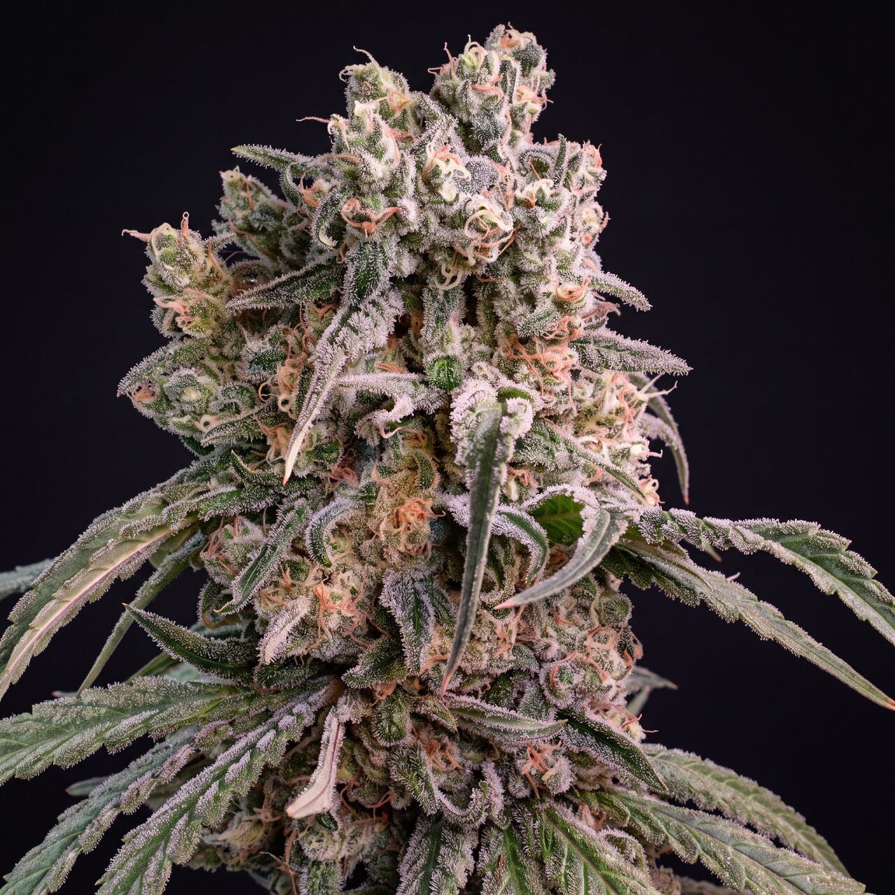 Strawberry Kush