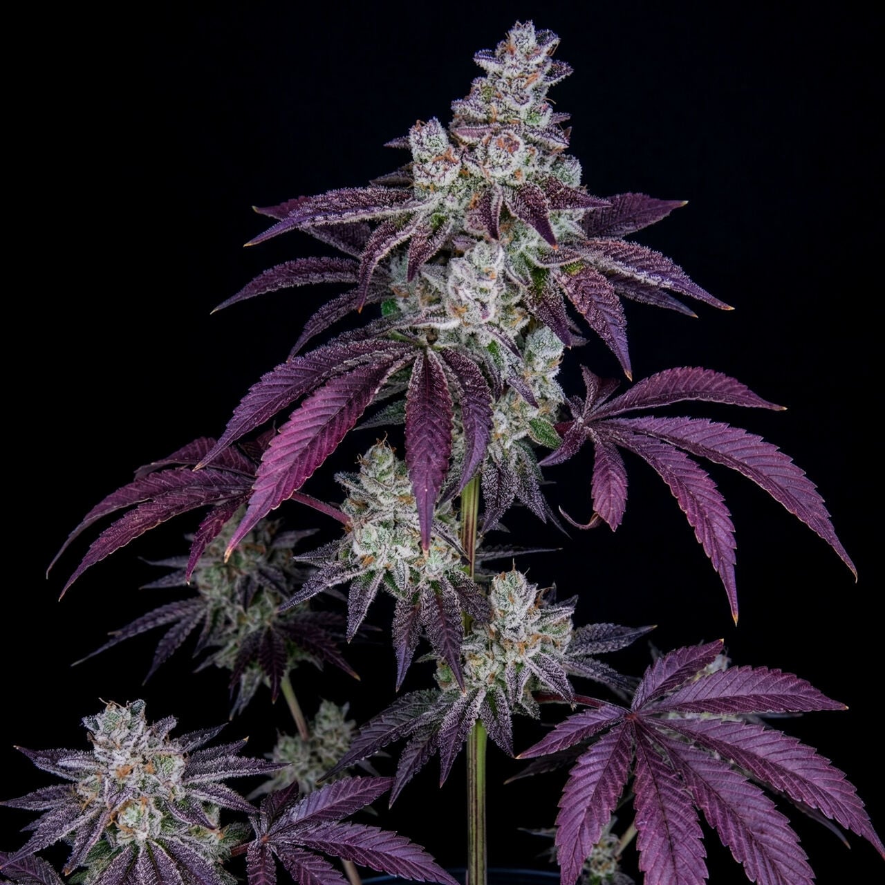 Sweet Berry Auto
