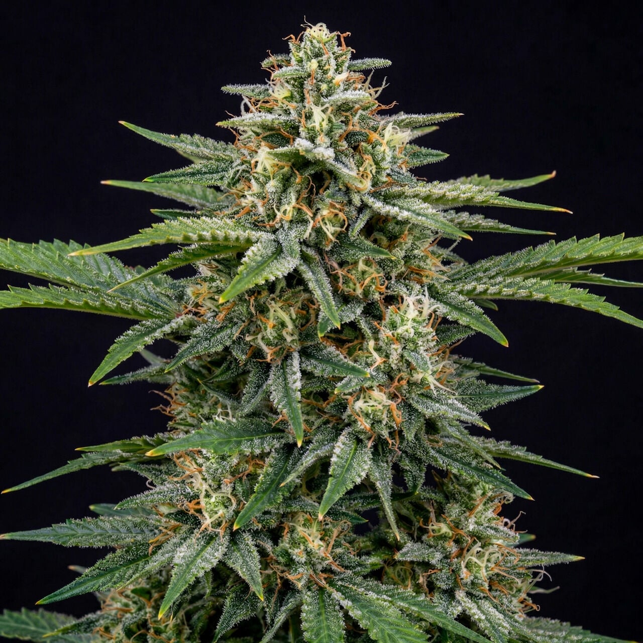 Swiss Dream Auto