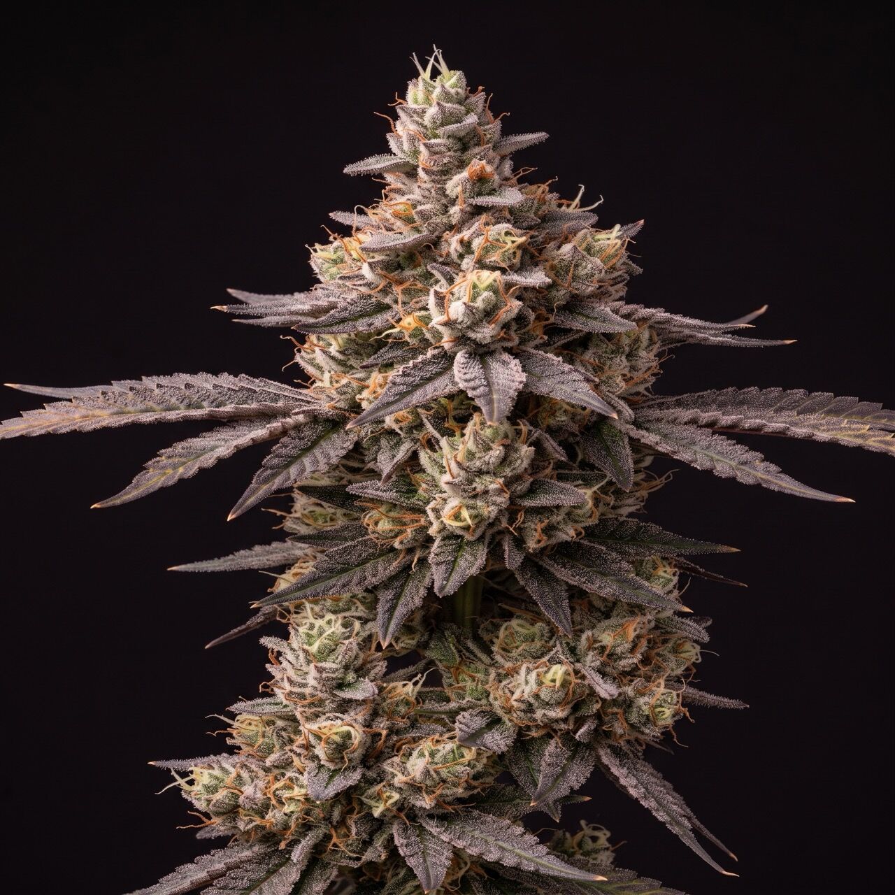 Trainwreck