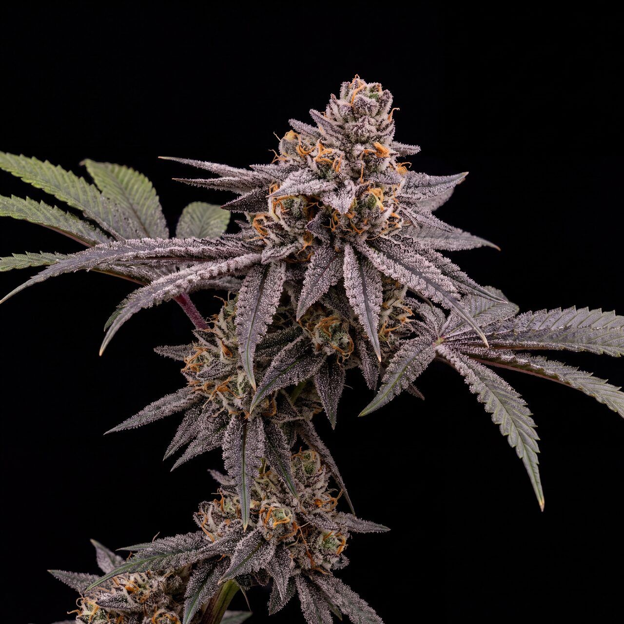 Tropicana Cherry