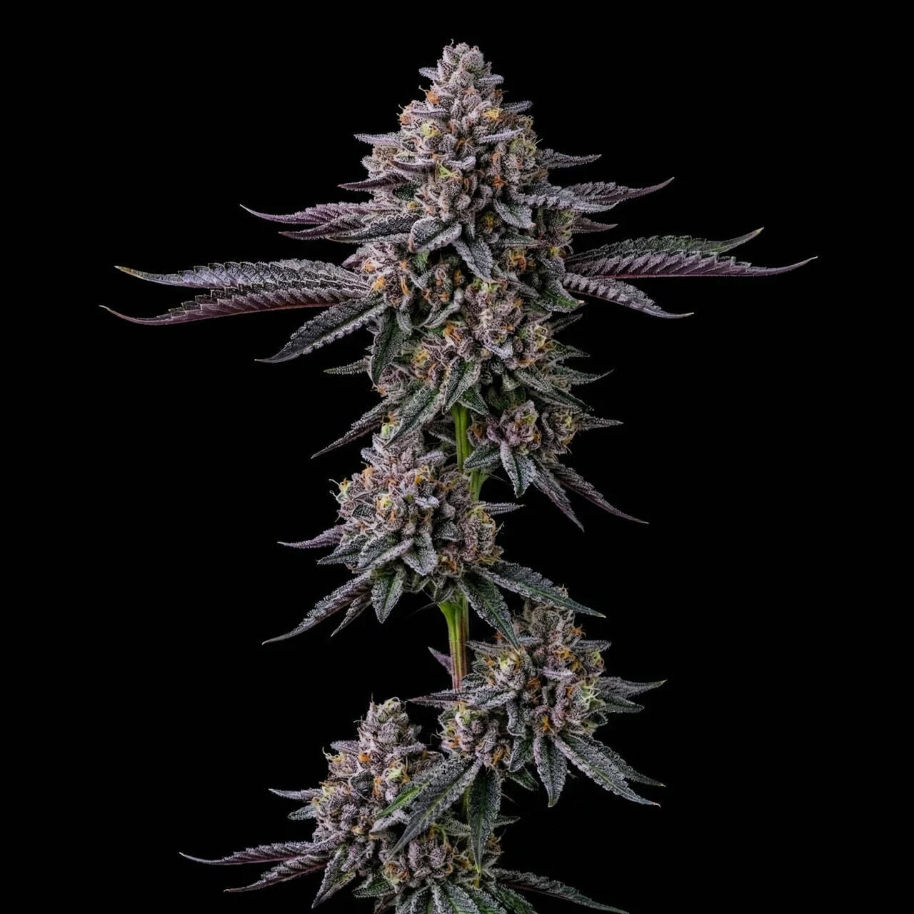 Tropicana Cookies Purple