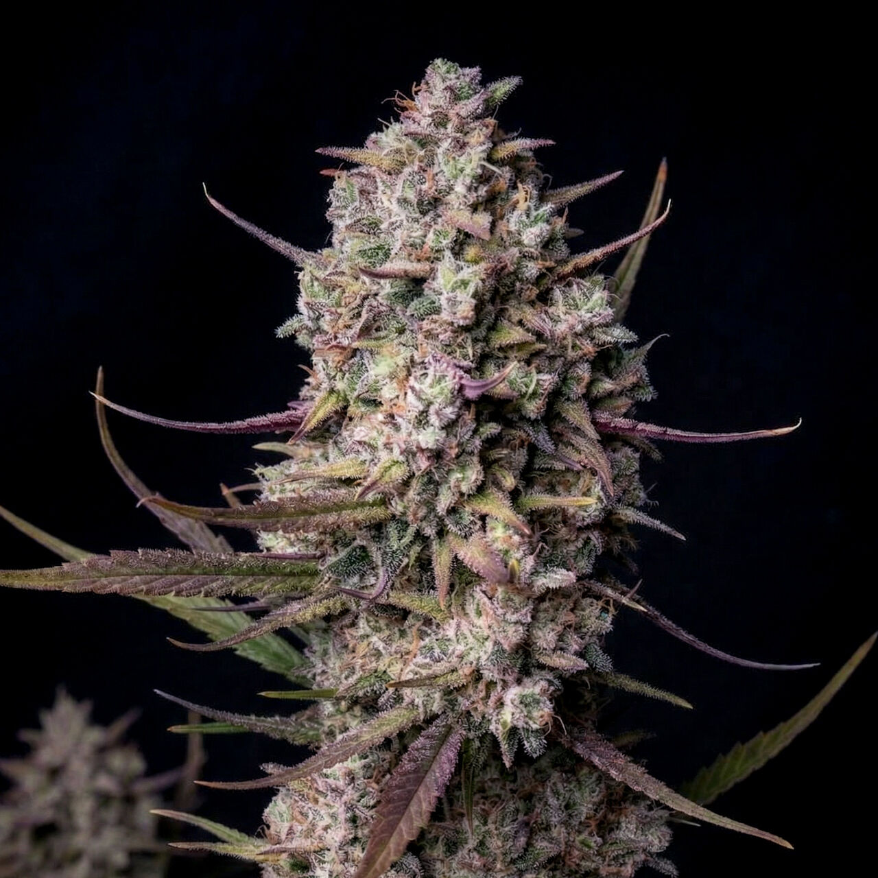 Tropicana Cookies Auto
