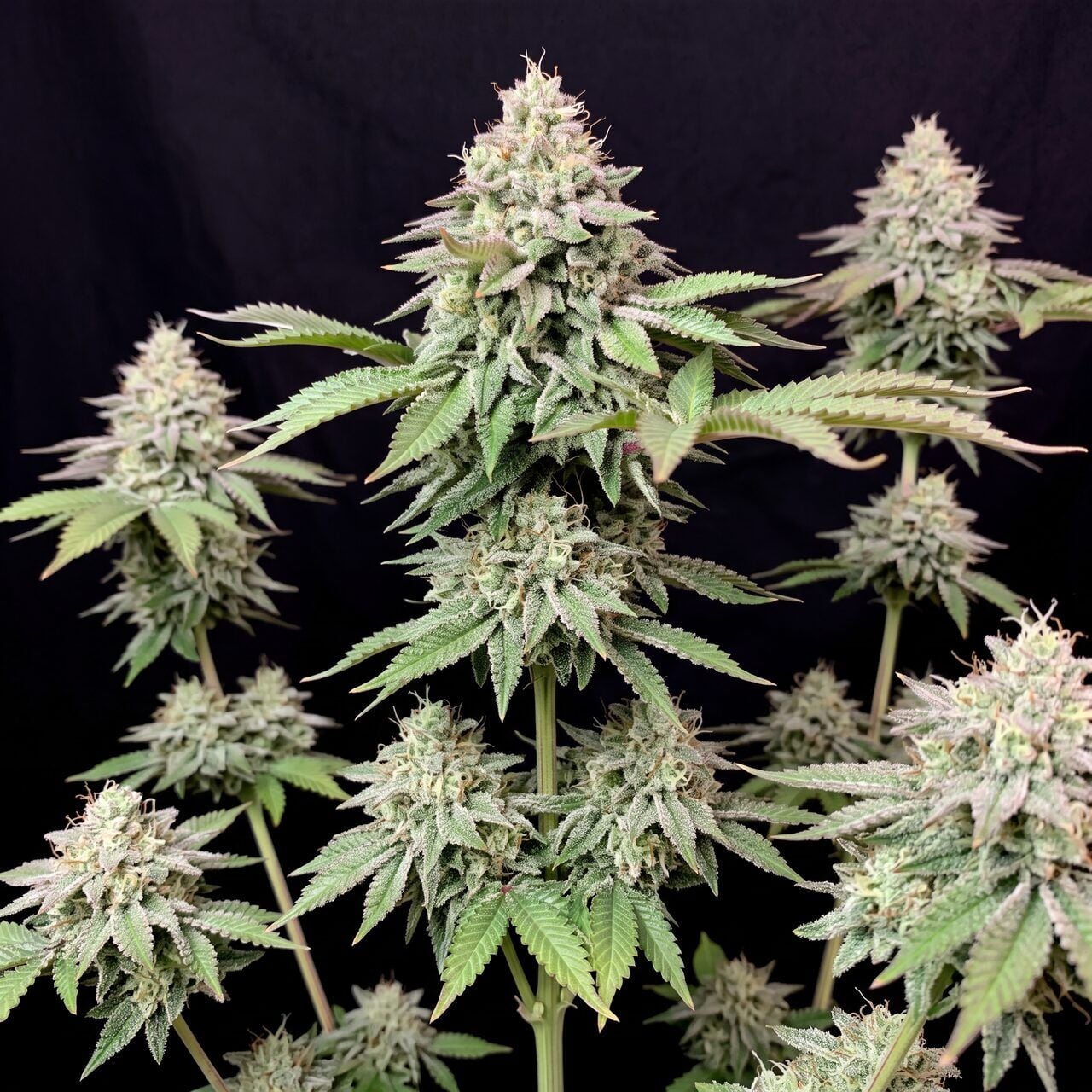 Wedding Cake Auto