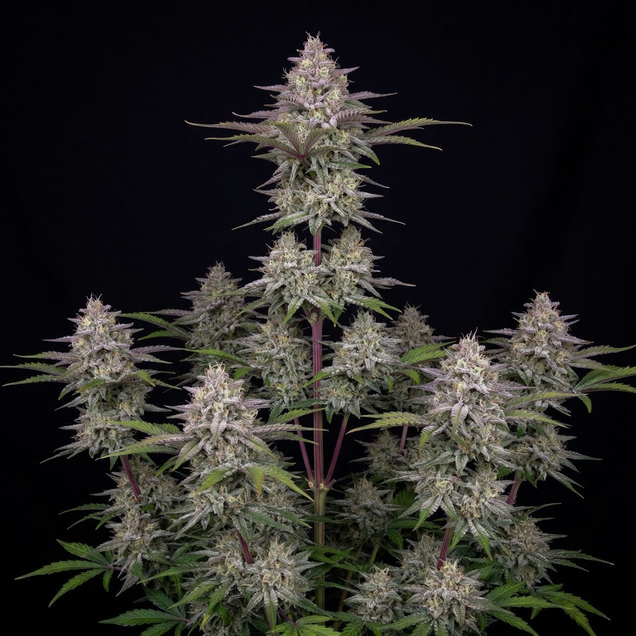 Wedding Cheesecake Auto