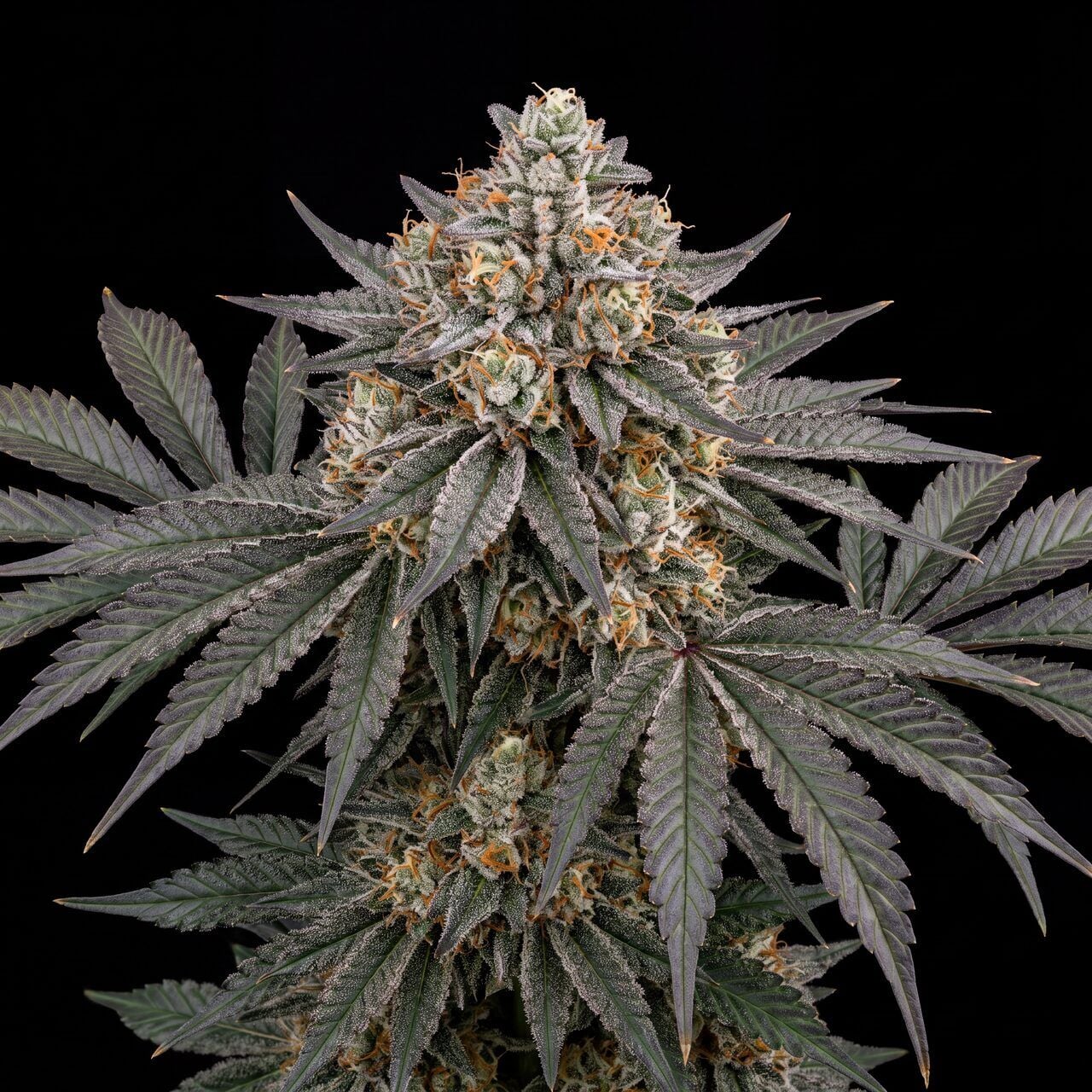White Rhino