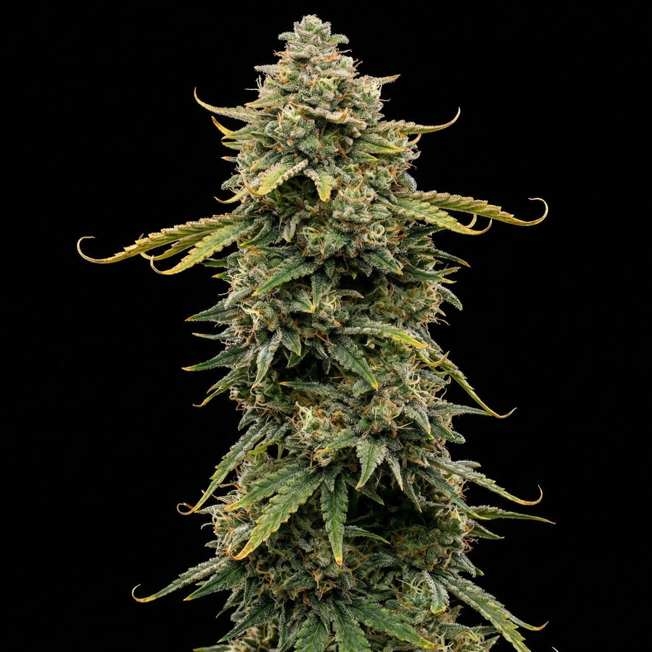 Buy White Widow Autoflower Seeds by Seed Supreme | SeedSupreme