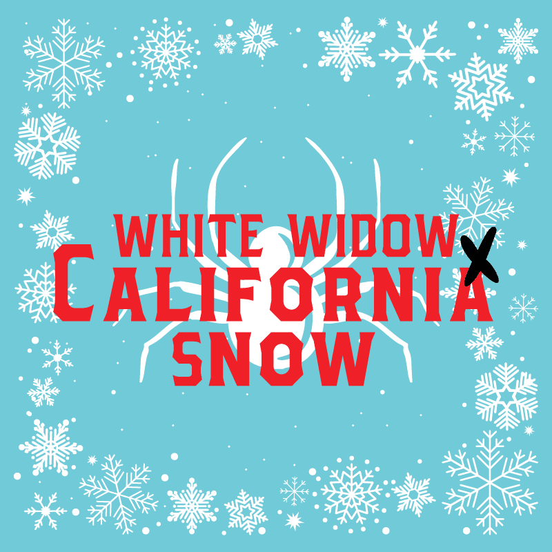 White Widow X California Snow Auto