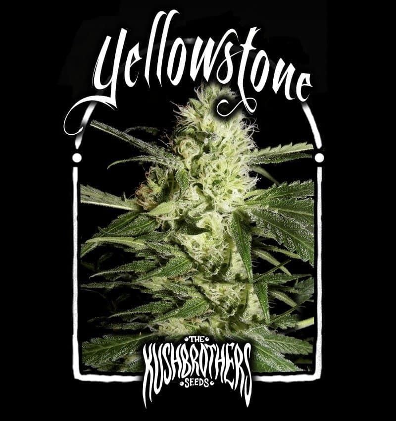 Buy The Kush Brothers Yellowstone Feminized Seeds by The Kush Brothers