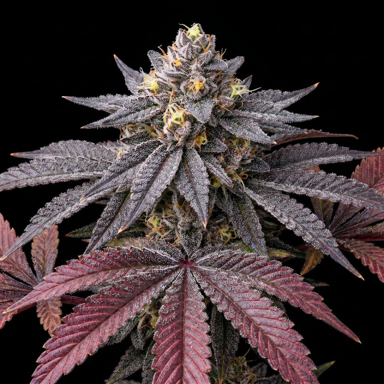 Zkittlez Auto