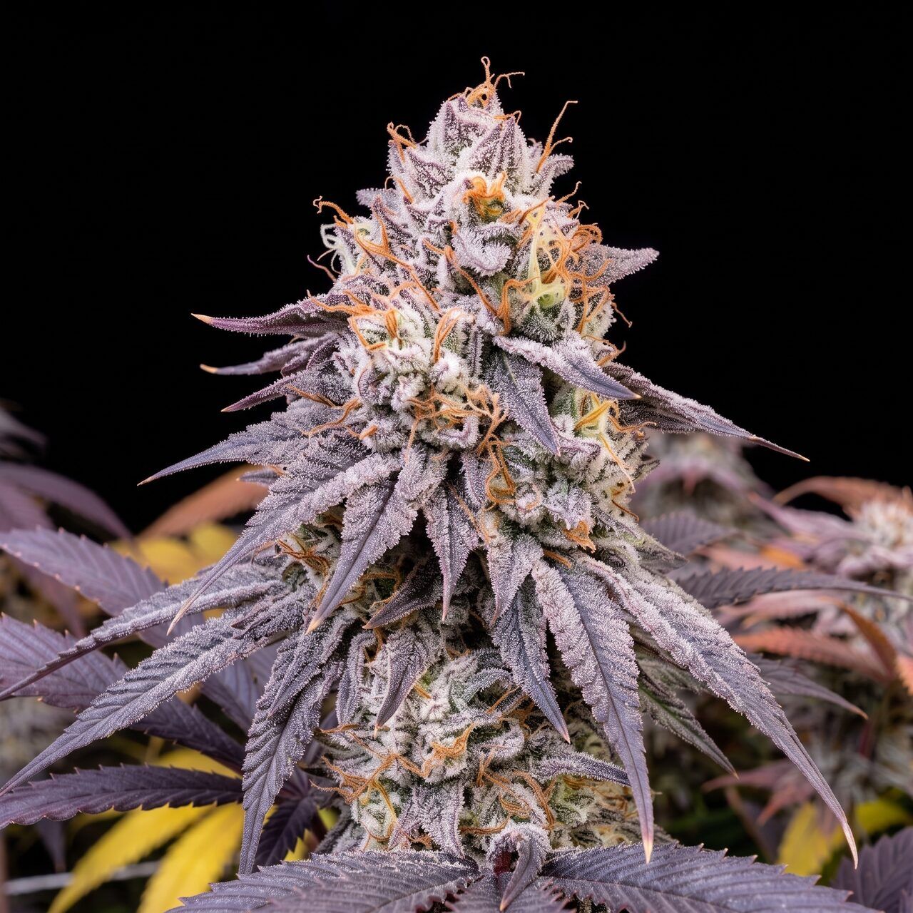 Zkittlez