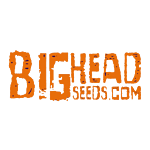 Big Head Seeds