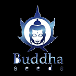 Buddha Seeds