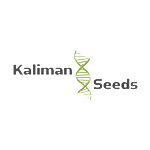 Kaliman Seeds