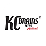 KC Brains