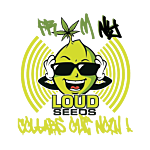 Loud Seeds