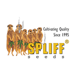 Spliff Seeds