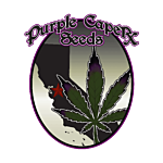 Purple Caper Seeds