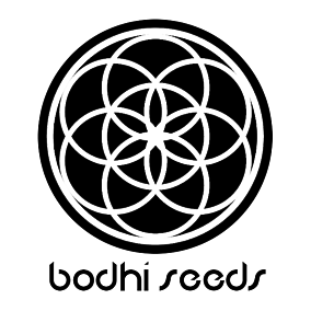 Bodhi Seeds