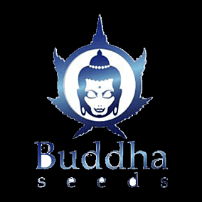 Buddha Seeds