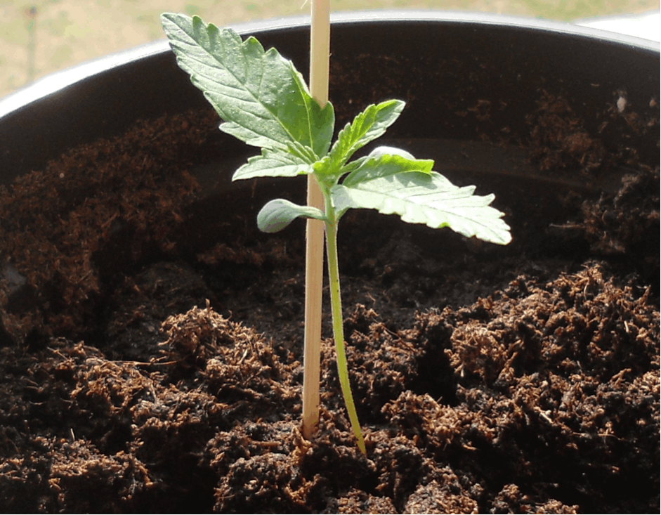 Avoiding (or Minimising) Cannabis Plant Stretching 