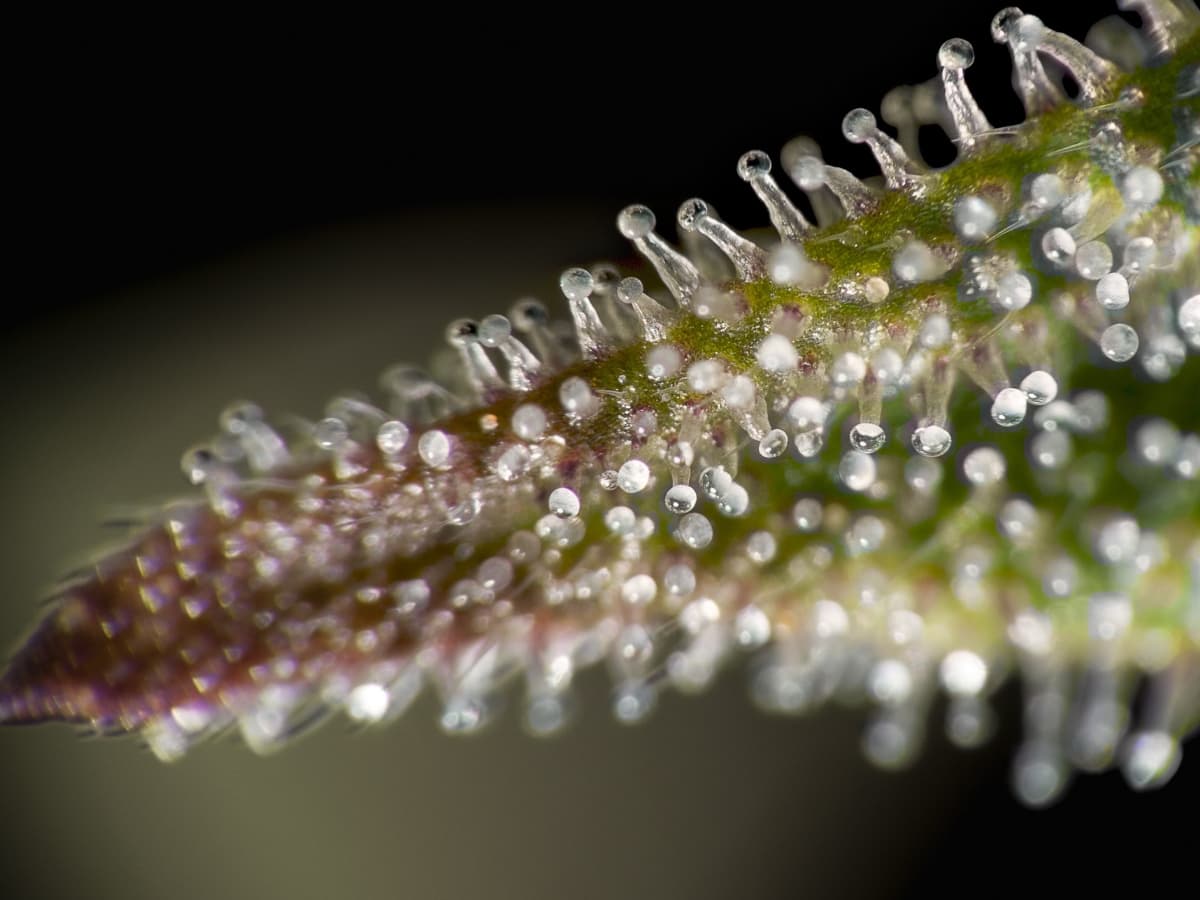 How To Increase Trichome Production