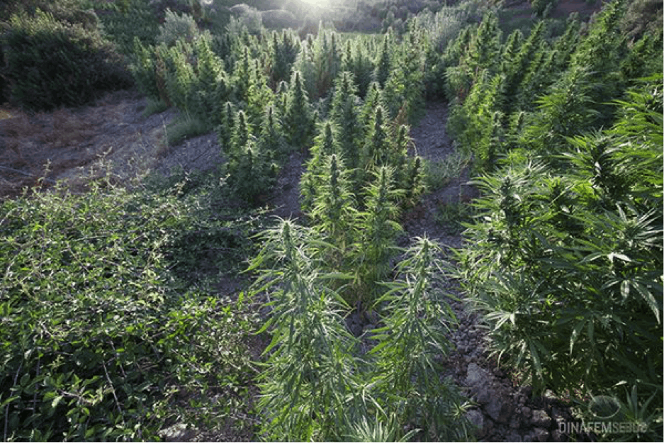 Complete Guide on Guerrilla Growing for Cannabis Enthusiasts