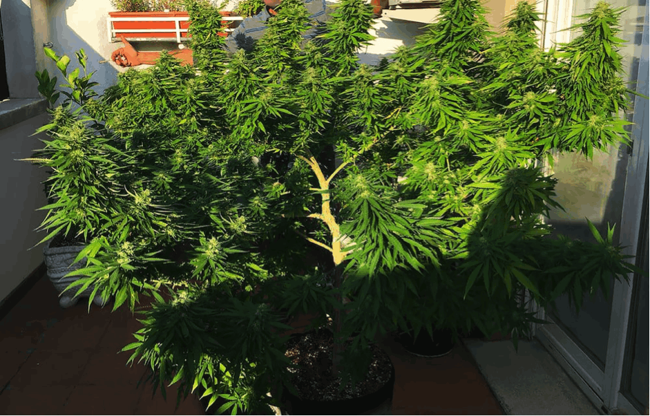 The Pros and Cons of Autoflowering Cannabis 