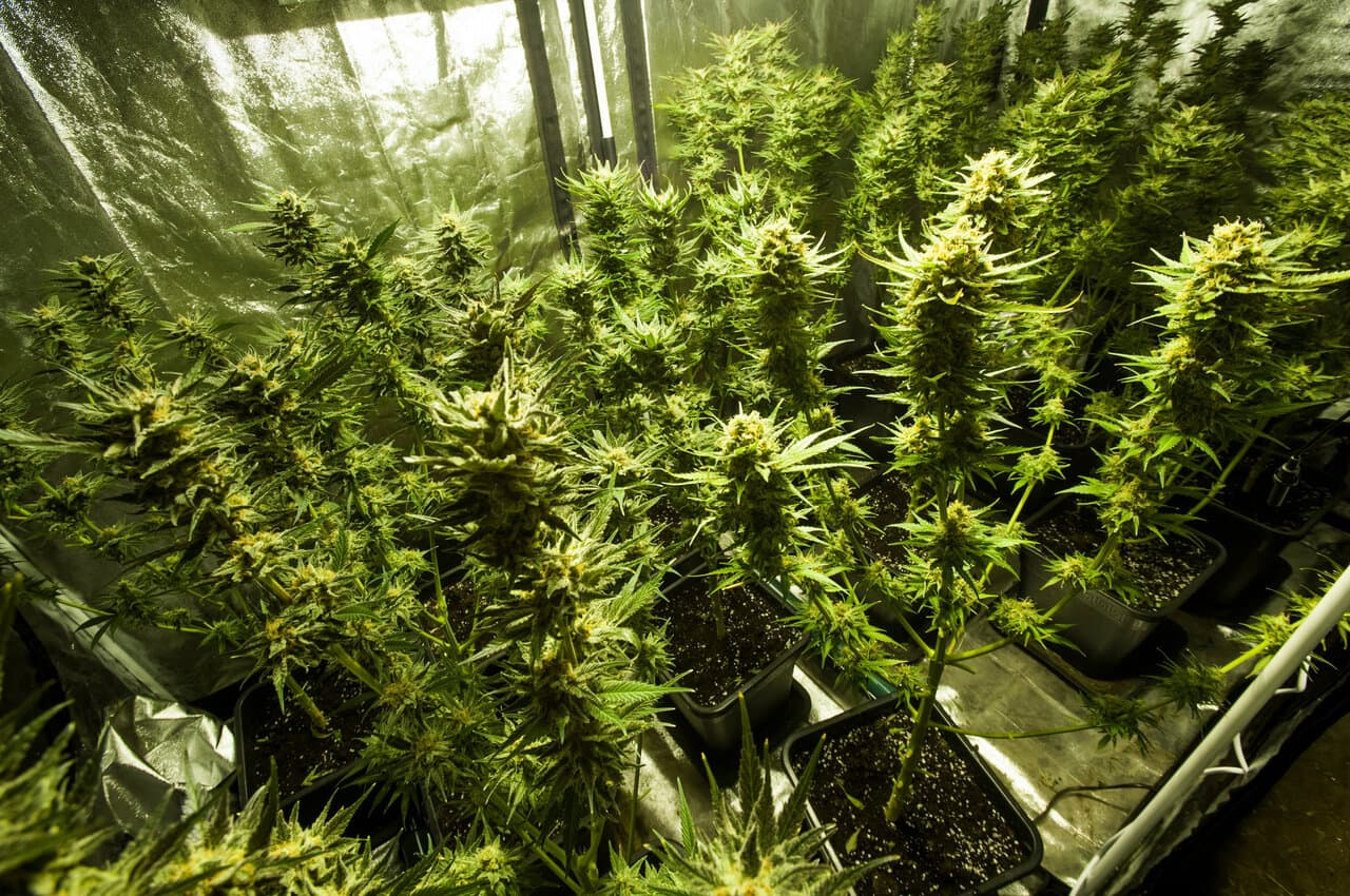 A beginner’s guide to growing weed indoors