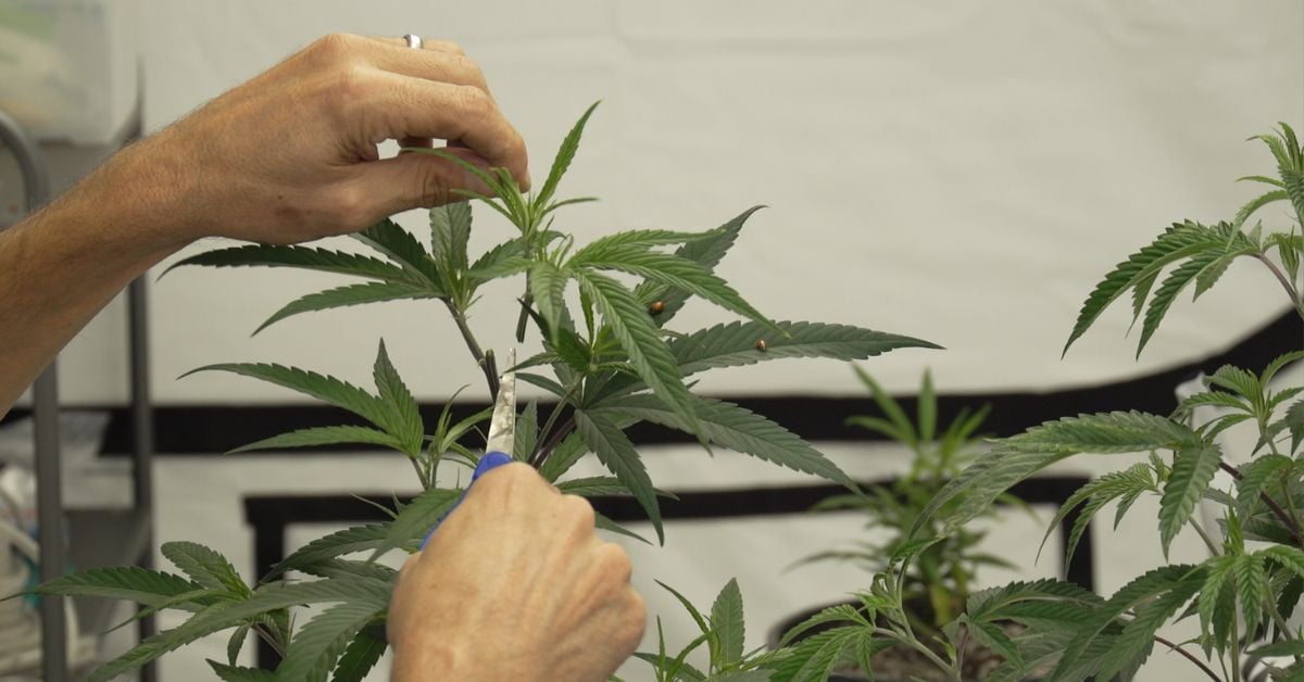Topping Cannabis Plants: When, How and Why to Top