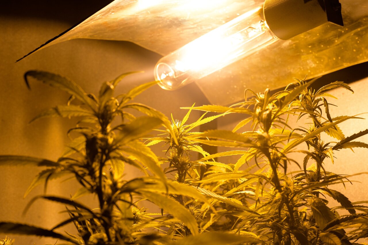 Best grow lights for cannabis