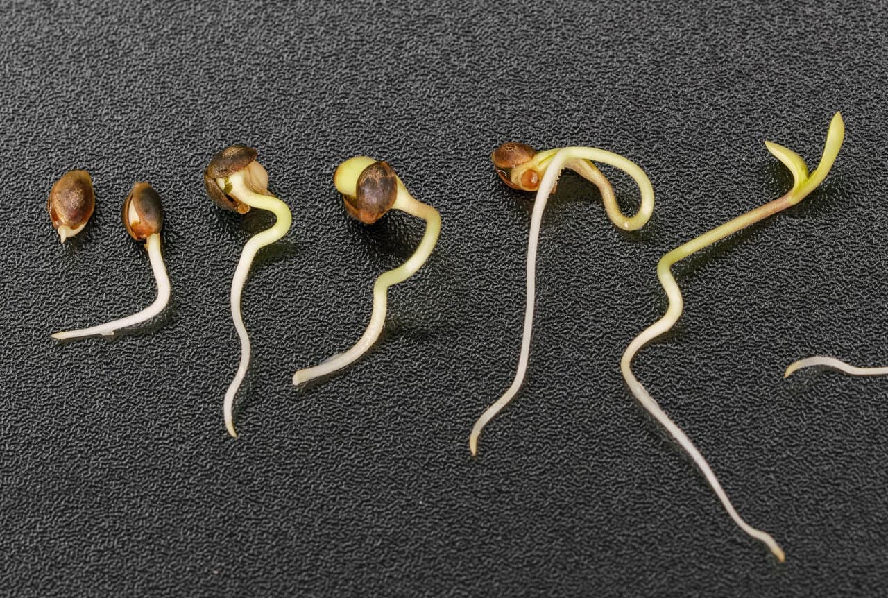 How to germinate cannabis seeds