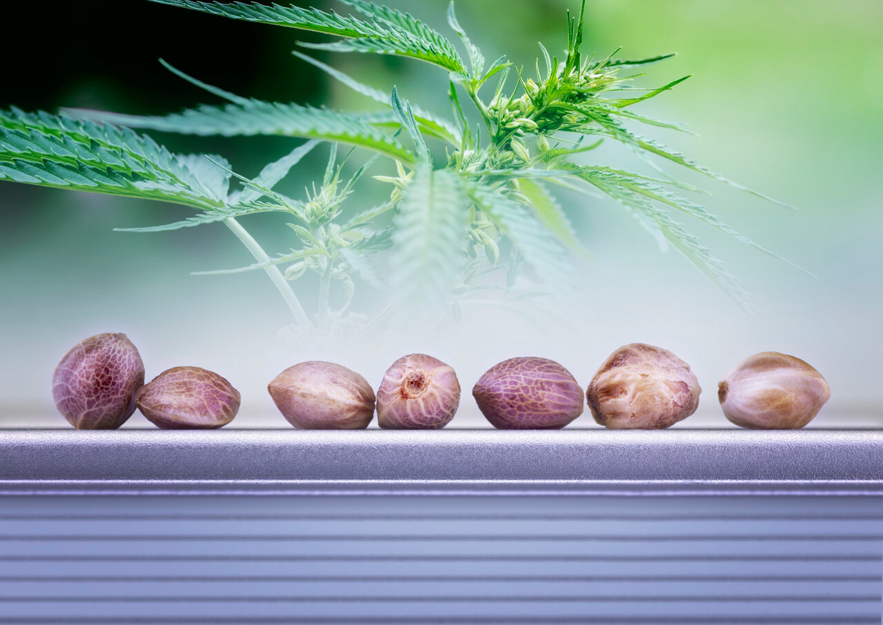 Cannabis Seeds 101