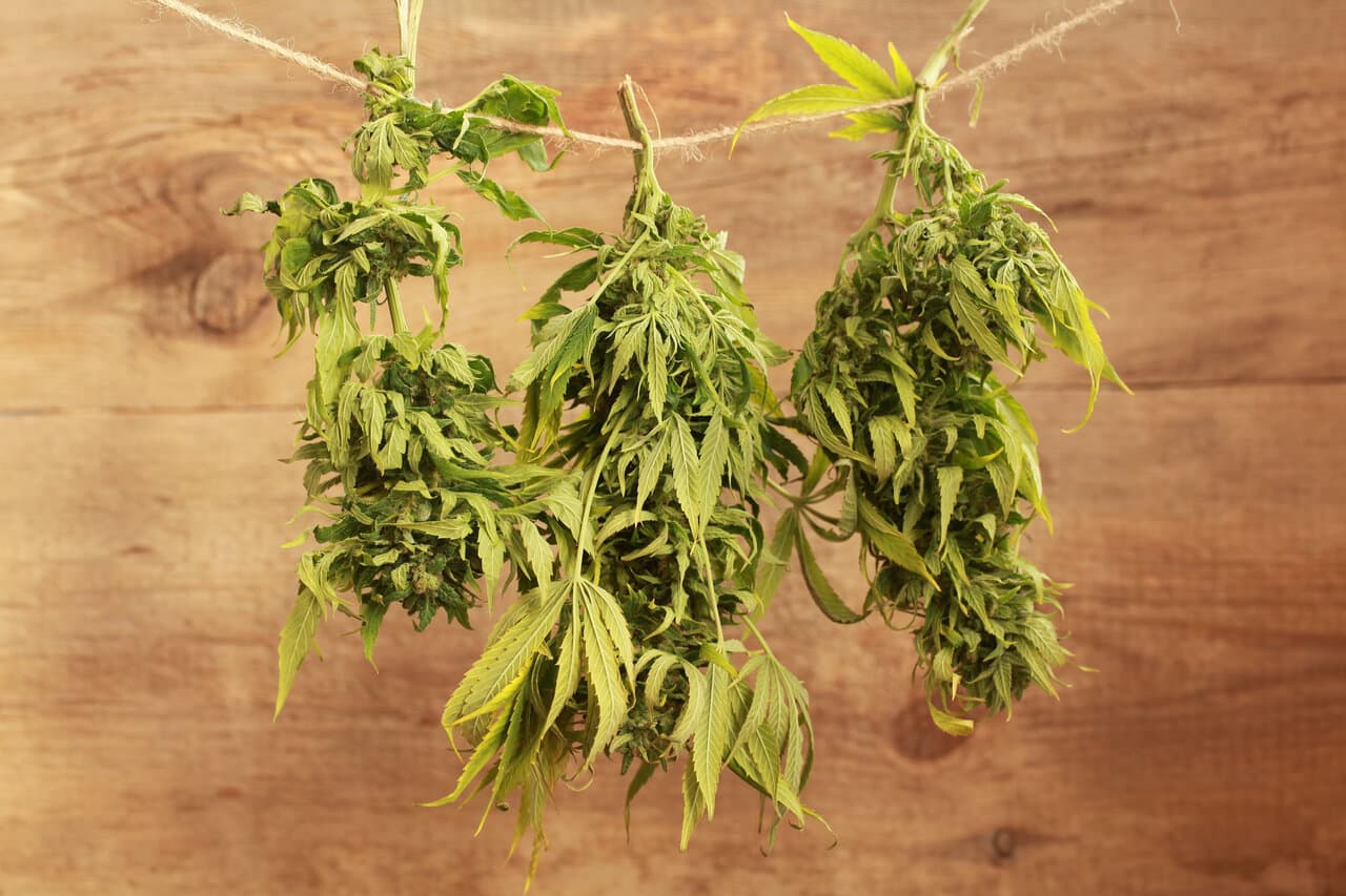 The ultimate guide to drying and curing weed