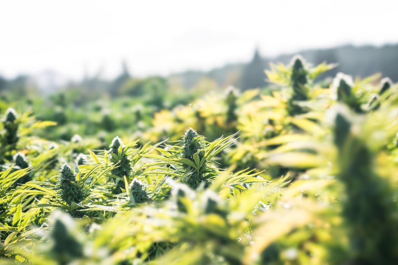 Top 10 Outdoor Cannabis Strains Updated for 2023
