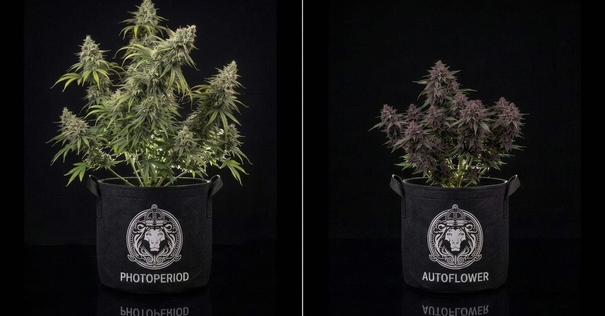 Photoperiod vs Autoflower: How the Two Seed Types Compare