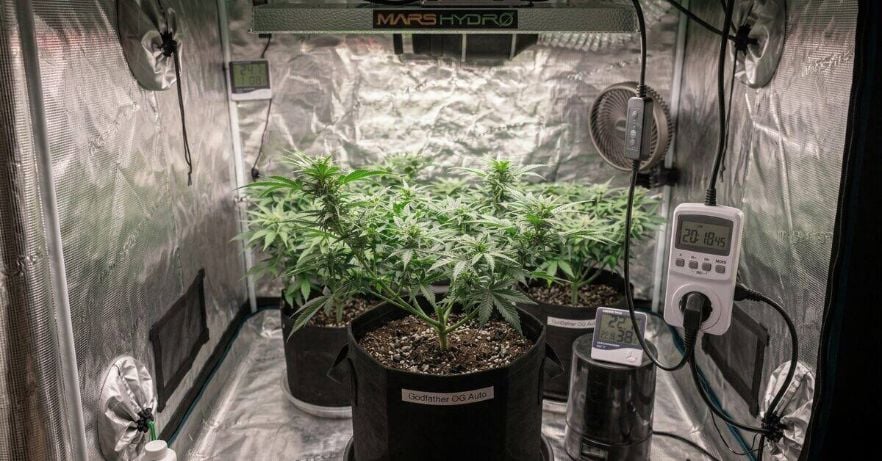 Autoflower Light Schedule: What Works and What Doesn't